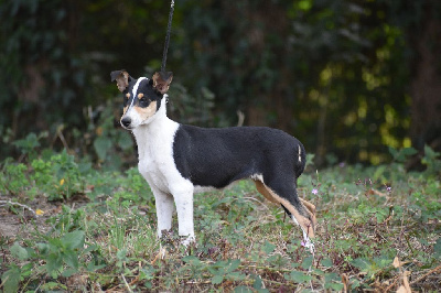 Les chiots de Colley à poil court