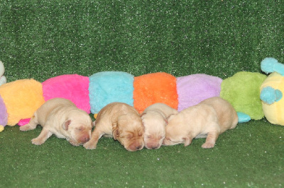 Les chiots de Labrador Retriever