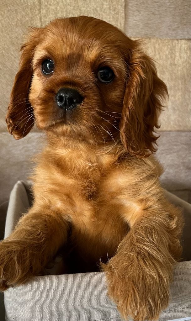 CHIOT 2 - Cavalier King Charles Spaniel