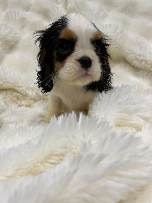 Les chiots de Cavalier King Charles Spaniel