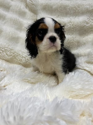 Les chiots de Cavalier King Charles Spaniel