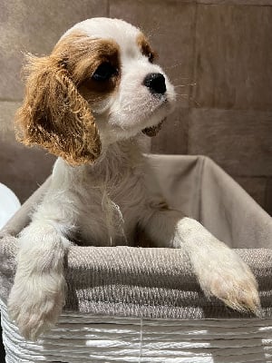 Les chiots de Cavalier King Charles Spaniel