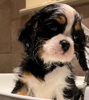 Les chiots de Cavalier King Charles Spaniel