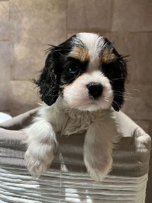 Les chiots de Cavalier King Charles Spaniel