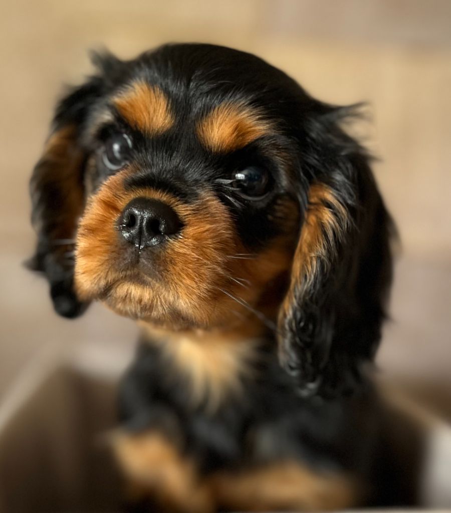 CHIOT 4 - Cavalier King Charles Spaniel