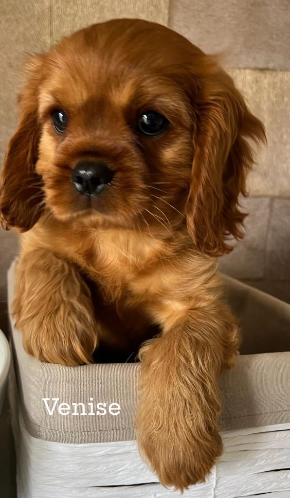 CHIOT 3 - Cavalier King Charles Spaniel