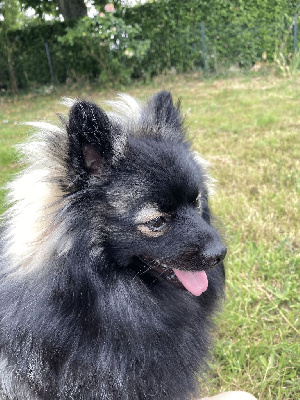 Les chiots de Spitz allemand