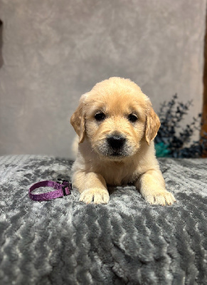 Les chiots de Golden Retriever