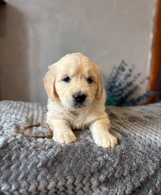 Les chiots de Golden Retriever