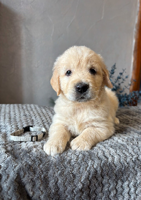 Les chiots de Golden Retriever