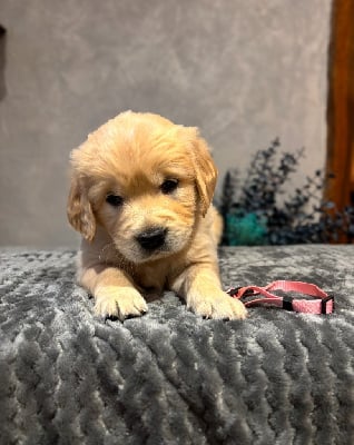 Les chiots de Golden Retriever