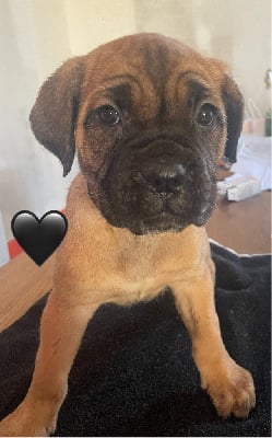 Les chiots de Cane Corso