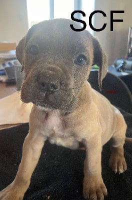 Les chiots de Cane Corso