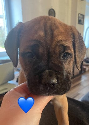 Les chiots de Cane Corso