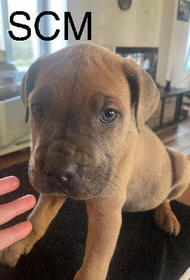 Les chiots de Cane Corso