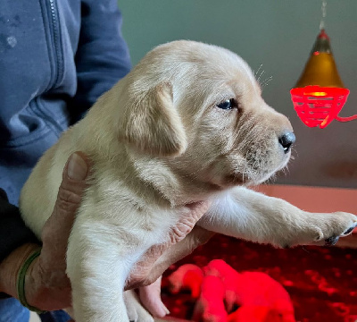 Les chiots de Labrador Retriever