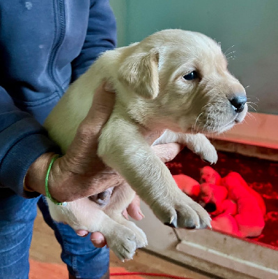 Les chiots de Labrador Retriever