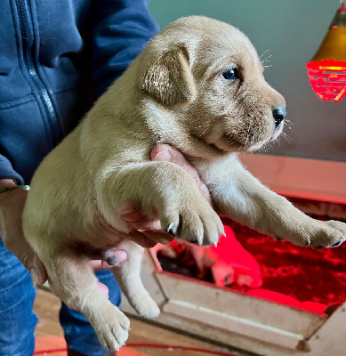 Les chiots de Labrador Retriever