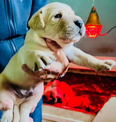 Les chiots de Labrador Retriever