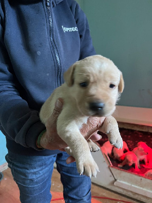 CHIOT - Labrador Retriever