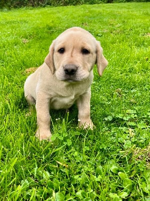 Les chiots de Labrador Retriever