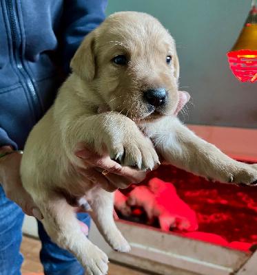 Les chiots de Labrador Retriever