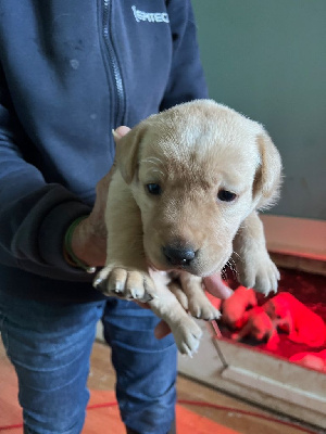 Les chiots de Labrador Retriever