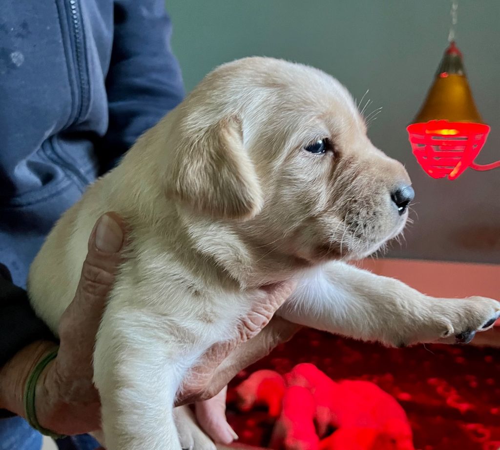 CHIOT - Labrador Retriever