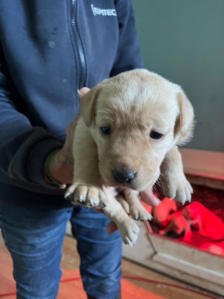 CHIOT - Labrador Retriever