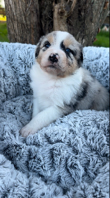 Les chiots de Berger Australien