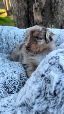 Les chiots de Berger Australien