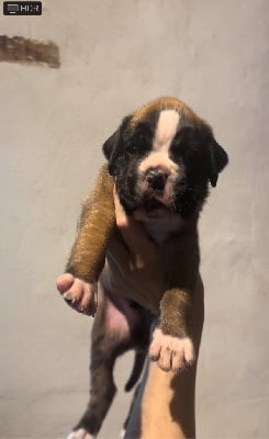 Les chiots de Boxer