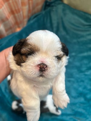 Les chiots de Shih Tzu