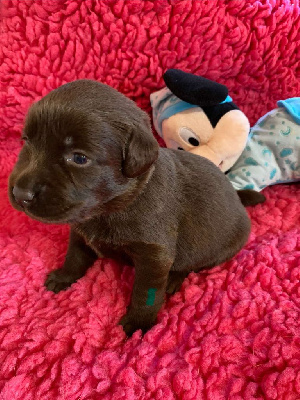 Les chiots de Labrador Retriever