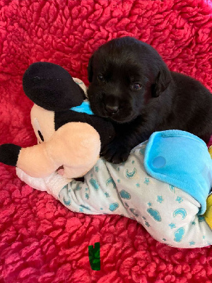 Les chiots de Labrador Retriever