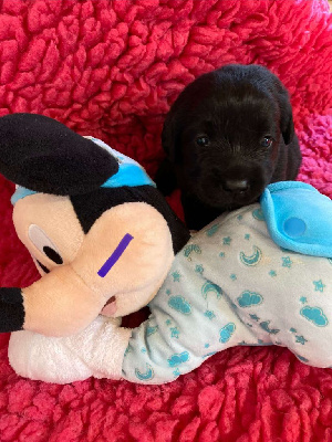 Les chiots de Labrador Retriever