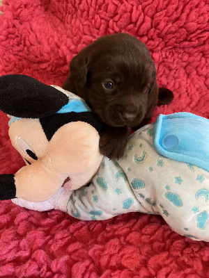 Les chiots de Labrador Retriever