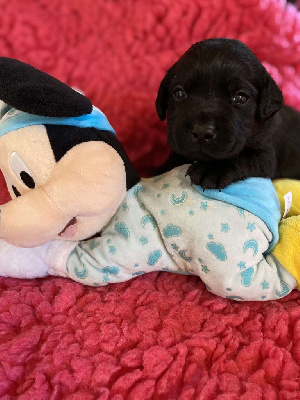 Les chiots de Labrador Retriever