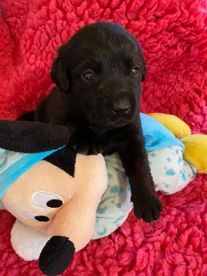 Les chiots de Labrador Retriever