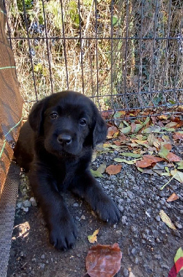 Les chiots de Labrador Retriever