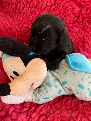 Les chiots de Labrador Retriever