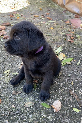 Les chiots de Labrador Retriever