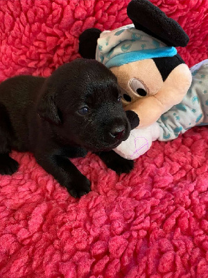 Les chiots de Labrador Retriever