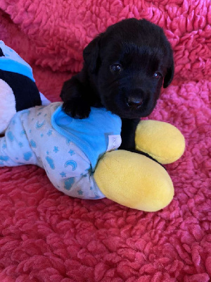 Les chiots de Labrador Retriever