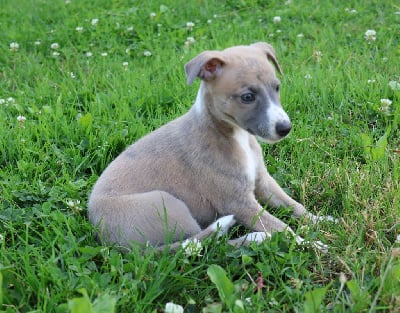 Les chiots de Whippet