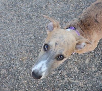 Les chiots de Whippet