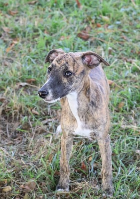 Les chiots de Whippet