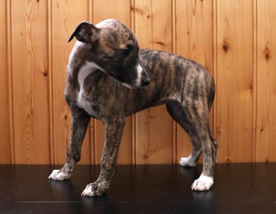 Les chiots de Whippet