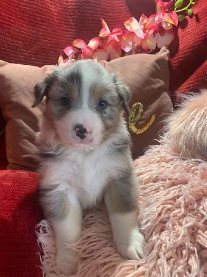 Les chiots de Berger Australien