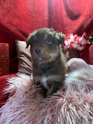 Les chiots de Berger Australien